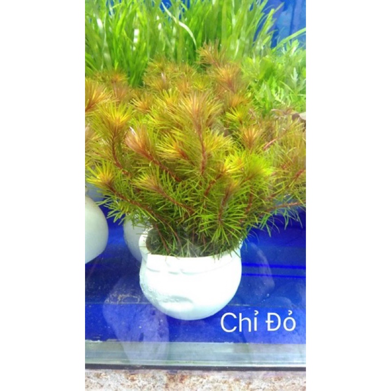 CÂY THỦY SINH CHỈ ĐỎ-40K/12NGỌN