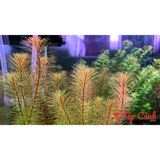 CÂY THỦY SINH CHỈ ĐỎ-40K/12NGỌN