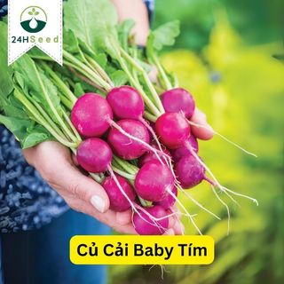 Hạt giống củ cải baby tím trồng chậu 24HSeed