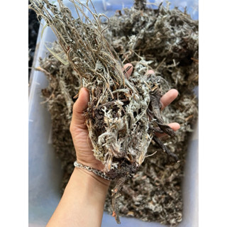 Bắc tử thảo dùng nấu sâm lạnh 24 vị của người Hoa. Uống mát thanh lọc