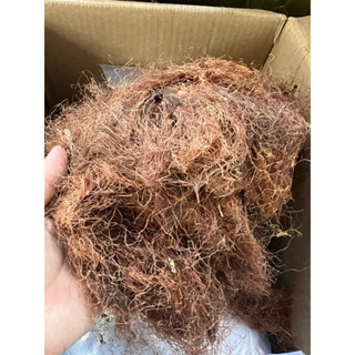 Rau ngô dùng nấu sâm lạnh uống mát giải nhiệt