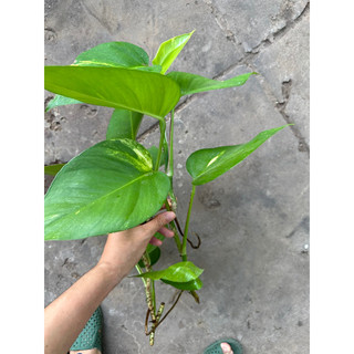 combo 5 dây trầu bà lá siêu to (trầu ông vàng)