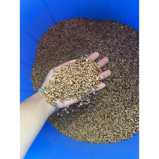 Hạt ngò rí nấu sâm lạnh, ướp thịt, kho cá