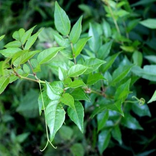 1kg chè dây rừng