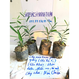 C.â.y giống xáo tam phân - cây th.u.ố.c quý ch.ữ.a nhiều bệnh nan y.