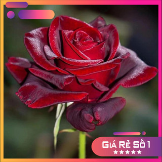 Hoa hồng Black Magic Rose - màu đỏ nhung đen, hồng bụi siêu đẹp ma mị Melinhrose