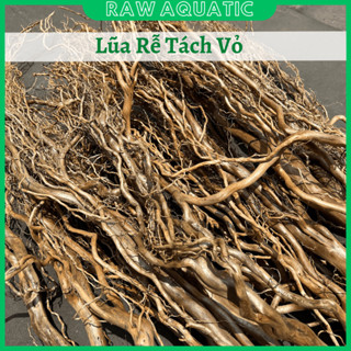 [100gram] Lũa Rễ Tách Vỏ Trang Trí, Setup Bể Cá Cảnh, Bể Thủy Sinh, Bố Cục Bán Cạn, Layout Vách