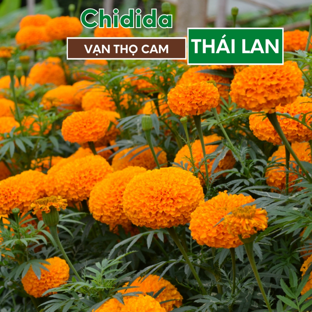 Hạt giống hoa vạn thọ cam Thái Lan bông to 10 đến 12cm hạt cúc vạn thọ chuẩn F1 trồng tết nảy mầm cao Hạt giống Chidida