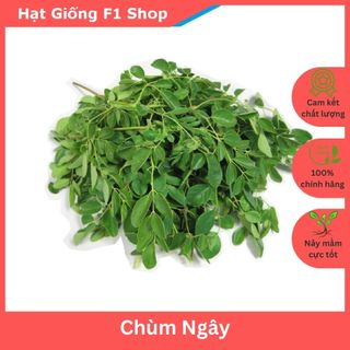 Hạt Giống Chùm Ngây Nhiều Nhánh (2 Gam)