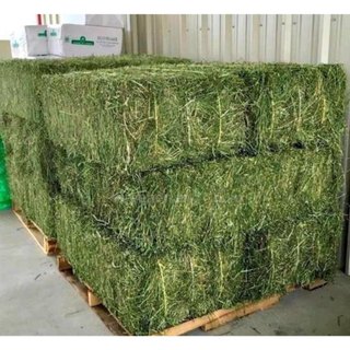 3kg cỏ Alfalfa dành cho thú nhỏ