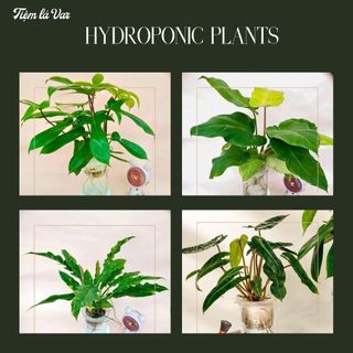 Cây trầu bà thủy sinh - Cây trầu bà mang lại tài lộc, trang trí decor nhà cửa, văn phòng dễ chăm sóc