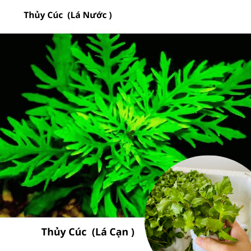 Combo 15 Cây thủy cúc  – cây thủy sinh dễ trồng và phát triển mạnh