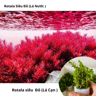 Cây Thủy Sinh Cắt Cắm Rotala Siêu Đỏ ( Vẩy Ốc Đỏ ) Không Cần Co2 COMBO 20 Ngọn