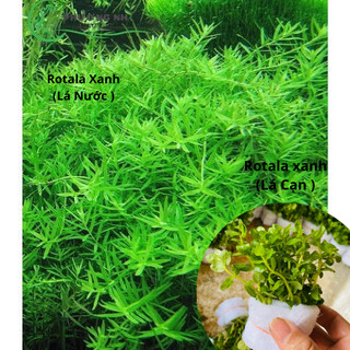 Combo 20 ngọn cây thủy sinh cắt cắm rotala xanh cao