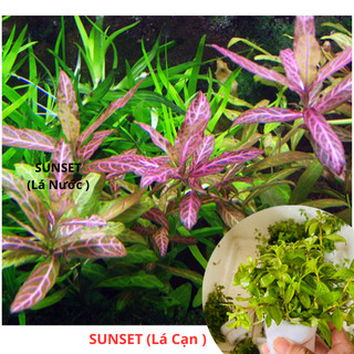 Combo 20 ngọn cây cắt cắm sunset - cây thuỷ sinh không cần co2