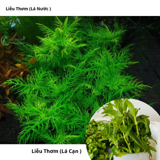 Combo 15 ngọn cây liễu thơm thủy sinh