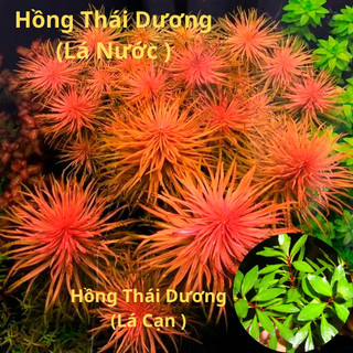 Combo 15 ngọn hồng thái dương - cây thủy sinh hậu cảnh