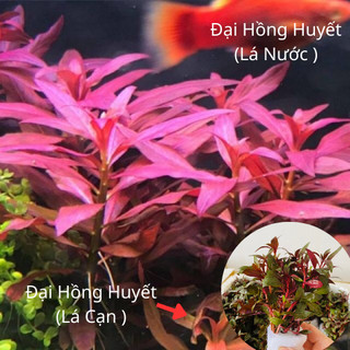 Combo 15 ngọn cây thủy sinh đại hồng huyết