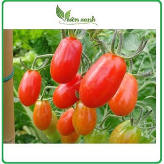 Hạt giống cà chua bi quả nhót 0.1gr, cà chua bi lai trái ovan