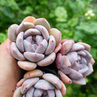 Sale++ Sen Đá Mon Cam chậu 5cm