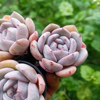 Sale++ Sen Đá Mon Cam chậu 5cm