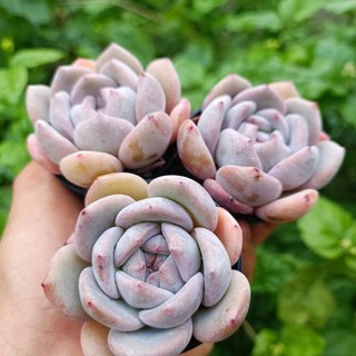 Sale++ Sen Đá Mon Cam chậu 5cm