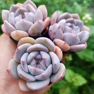 Sale++ Sen Đá Mon Cam chậu 5cm