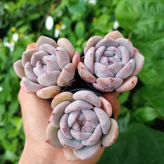 Sale++ Sen Đá Mon Cam chậu 5cm