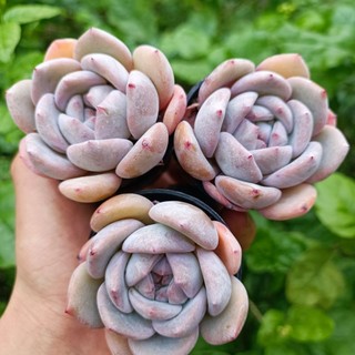 Sale++ Sen Đá Mon Cam chậu 5cm