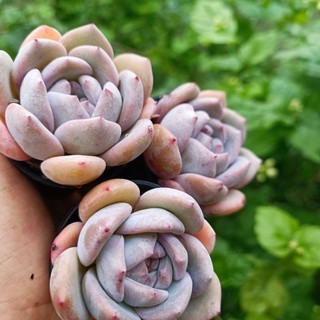 Sale++ Sen Đá Mon Cam chậu 5cm