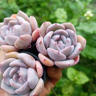 Sale++ Sen Đá Mon Cam chậu 5cm