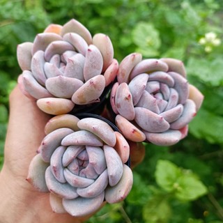 Sale++ sen đá mon cam chậu 5cm