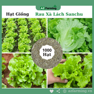 Hạt Giống Rau Xà Lách Sanchu - Gói 1000 Hạt - AzZ Farming