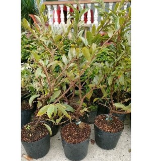 Mai giảo nụ chơi tết