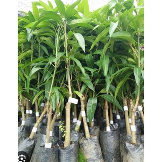 Cây giống xoài cát hoà lộc