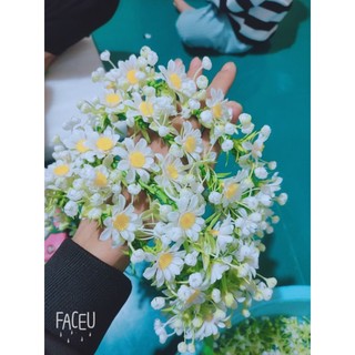 vòng đội đầu hoa cúc hoạ mi