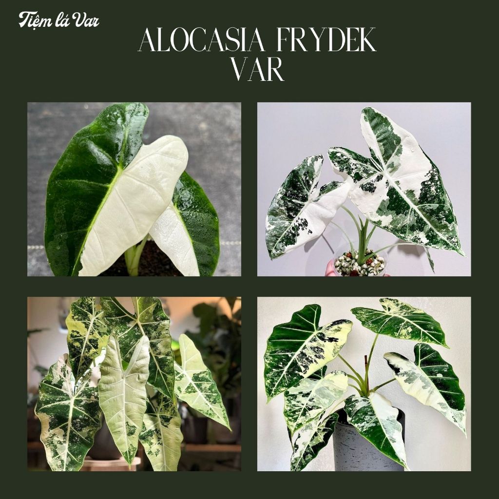 [HIẾM] Cây Lá Môn Nhung Var - Alocasia Frydek Var nhỏ cho người mới tập trồng
