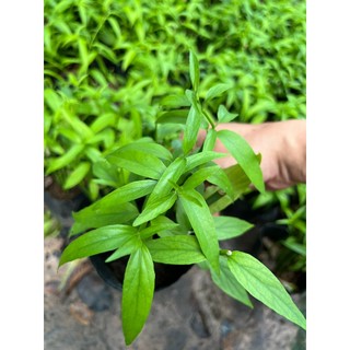 Cây bìm bịp - Xương khỉ - chậu 3-5 nhánh