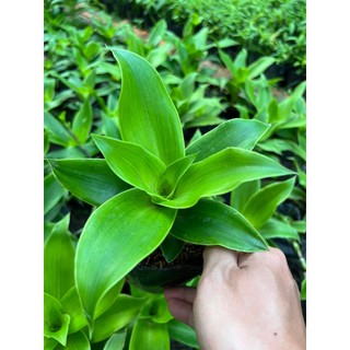 Cây Lược Vàng (cây thuốc nam) (Mua 5 cây tặng thêm 1 cây)