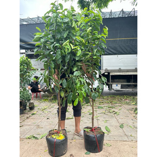 Cây mãng cầu xiêm cây choai