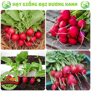 Hạt giống củ cải đỏ cao sản