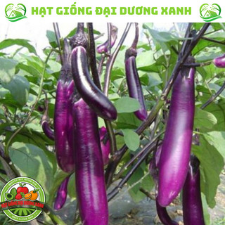 Hạt giống cà tím dài siêu trái tặng phân bón