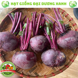 Hạt giống củ dền đỏ cao sản ( tặng phân bón )