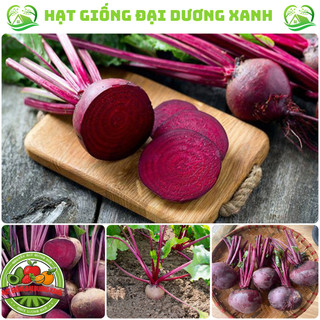 Hạt giống củ dền đỏ cao sản ( tặng phân bón )