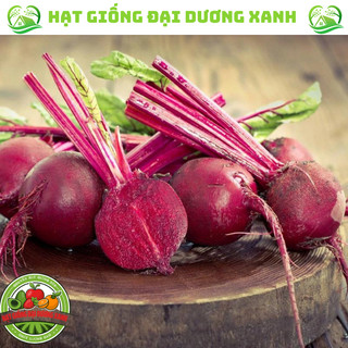 Hạt giống củ dền đỏ cao sản