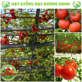 50H Hạt giống cà chua leo giàn( cà chua bạch tuộc)