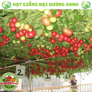 50H Hạt giống cà chua leo giàn( cà chua bạch tuộc)