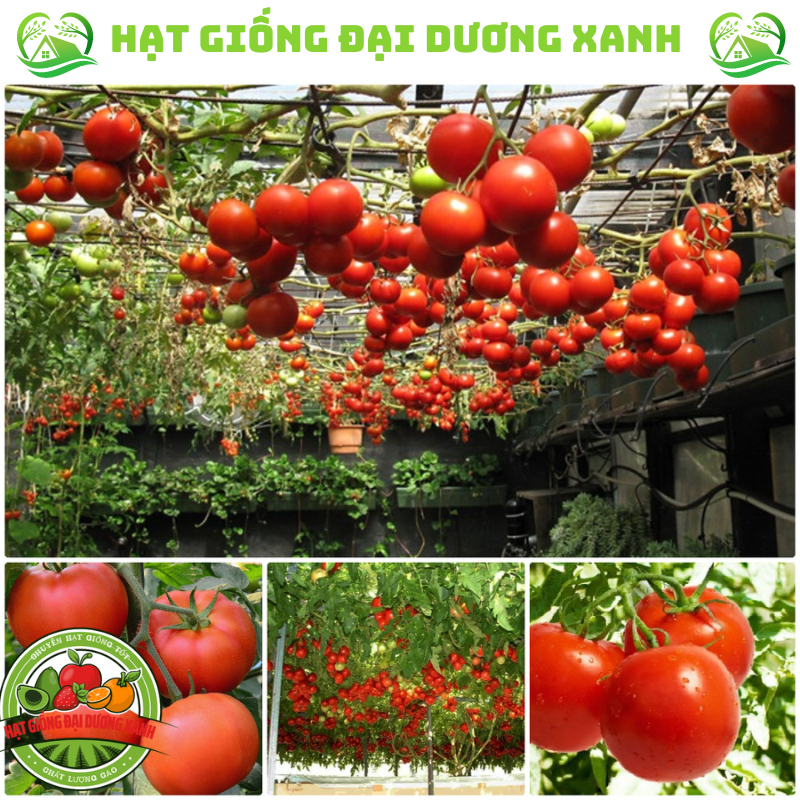 50H Hạt giống cà chua leo giàn( cà chua bạch tuộc)