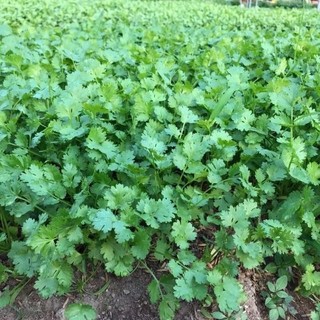 Hạt rau mùi(ngò rí) bạc liêu gói 20gr