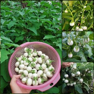 Hạt giống cà pháo trắng gói 2G